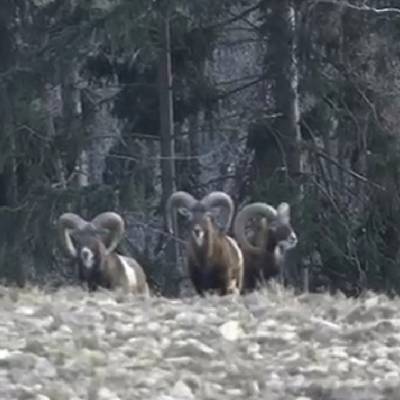 Flat rate mouflon hunt