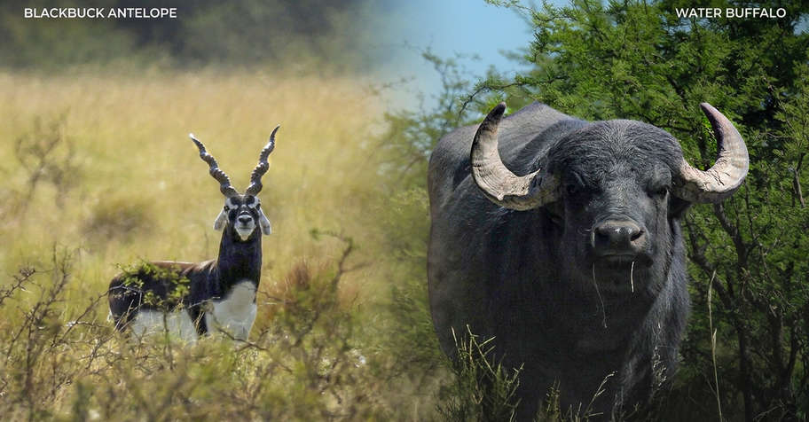 Buffalo and Blackbuck Big Game Combo