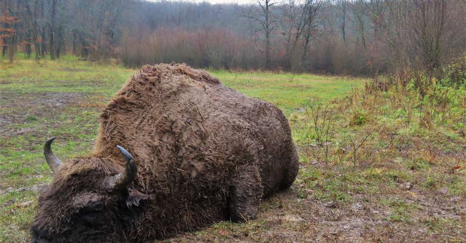 European Bison hunt in Bulgaria