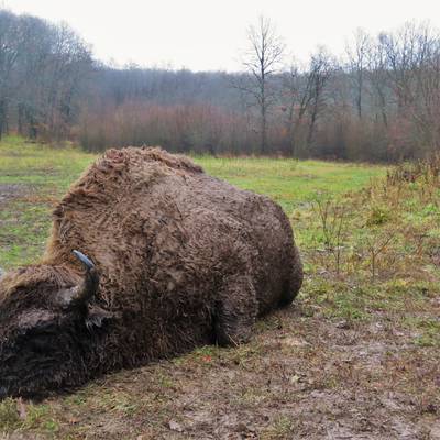 European Bison hunt in Bulgaria