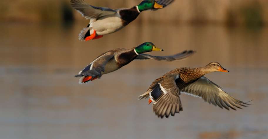 Duck Hunt