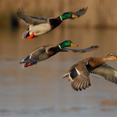 Duck Hunt