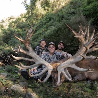 New Zealand Red Stag 401-430 SCI