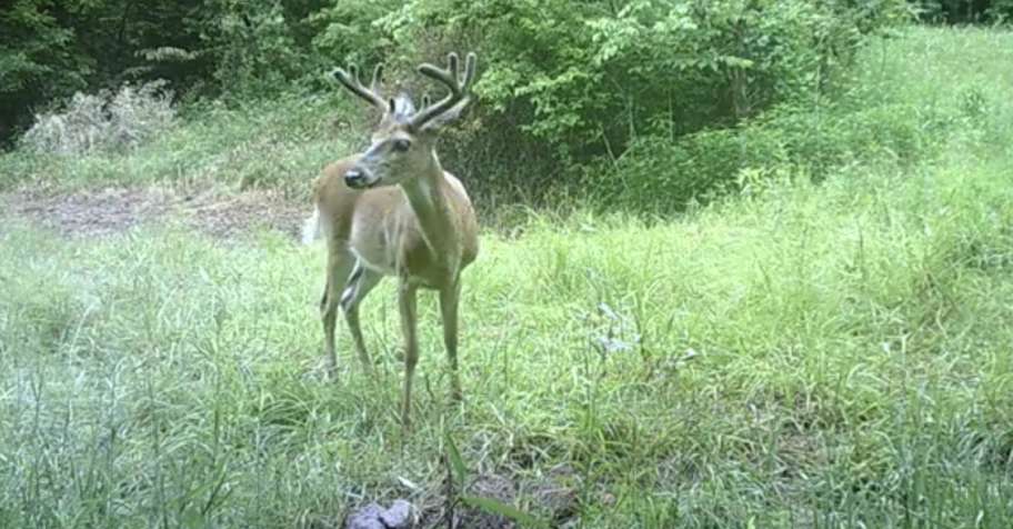 WHITETAIL DEER BUCK Archery MUZZLELOADER