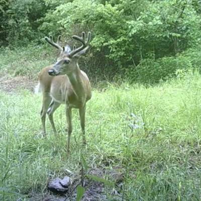 WHITETAIL DEER BUCK Archery MUZZLELOADER