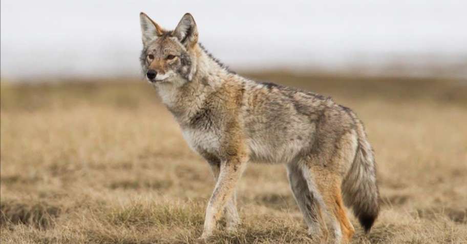 Coyote Hunt