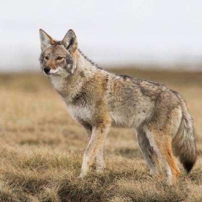 Coyote Hunt