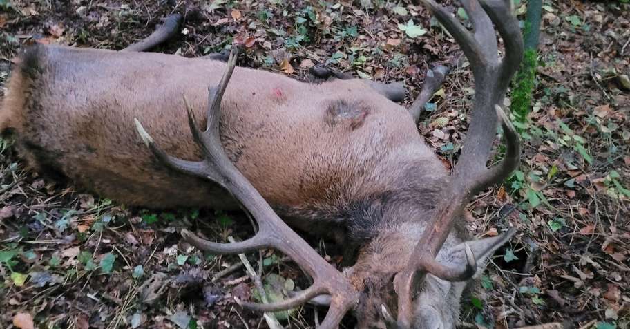 Big Game Stalking in Southern Ireland