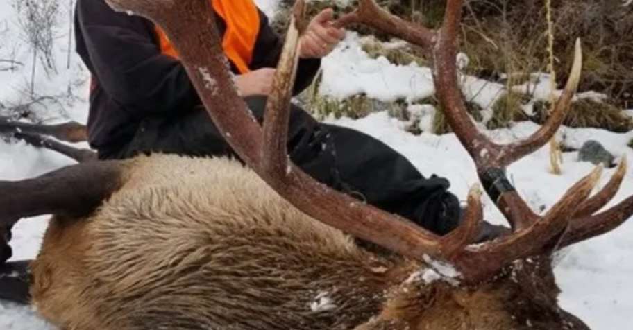 Fully Guided 6 Day Bull Elk Hunt