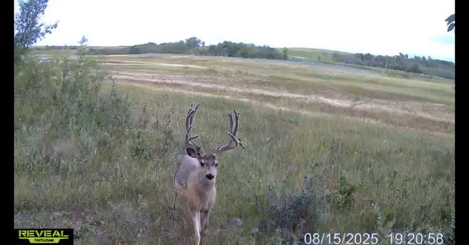 Archery Velvet Mule Deer Hunt 2026