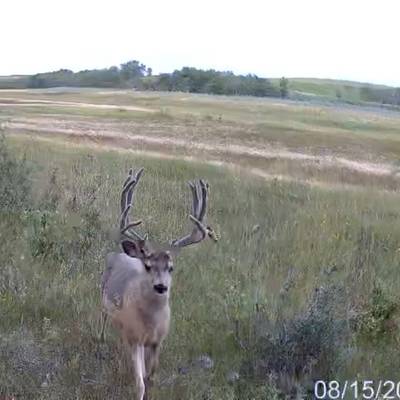 Archery Velvet Mule Deer Hunt 2026