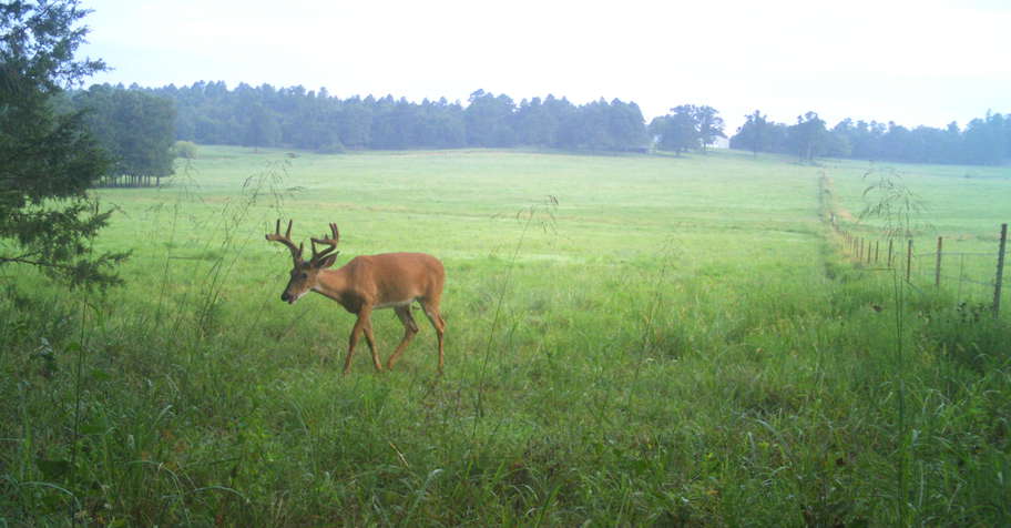 Early Velvet Archery Deer Hunt 2026