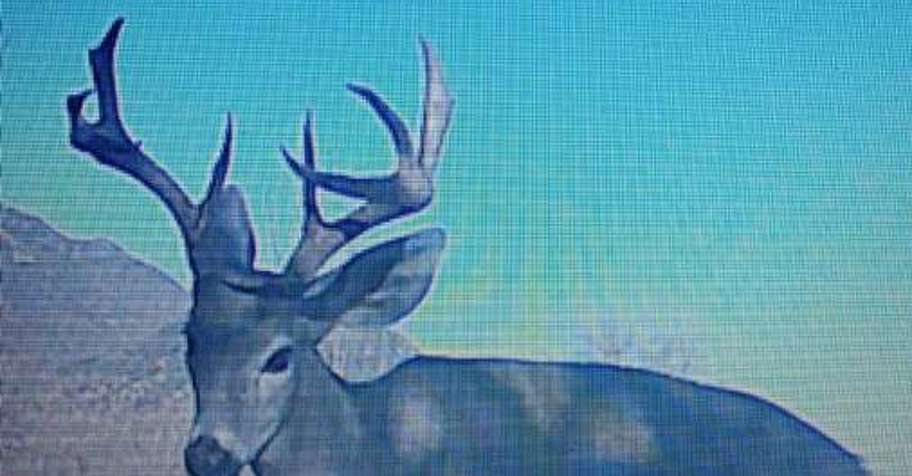 Coues Deer Semi Guided '25