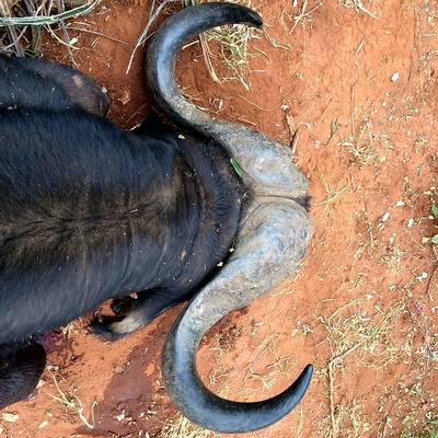 14 Days Buffalo Bull & PG Safari