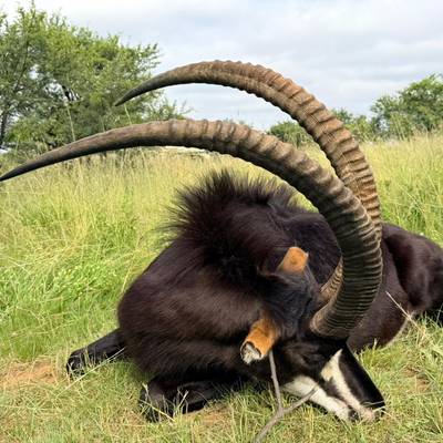 Sable Hunt