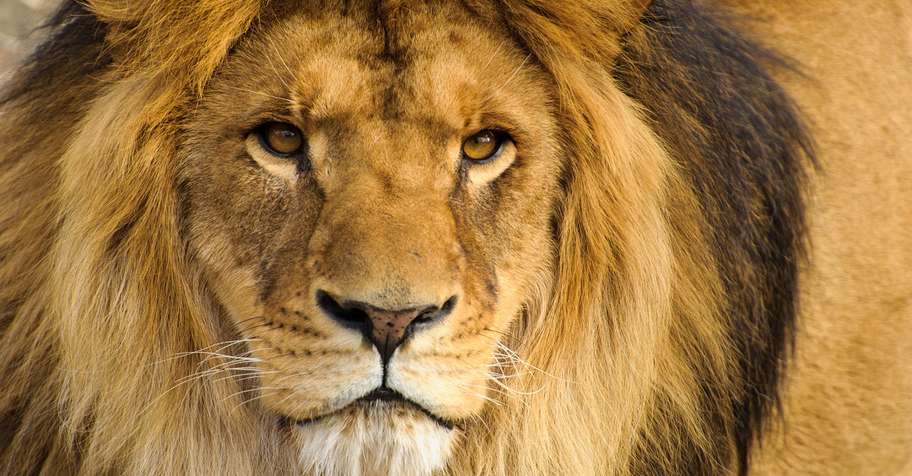 Lion & PG Hunt - Kazuma '26