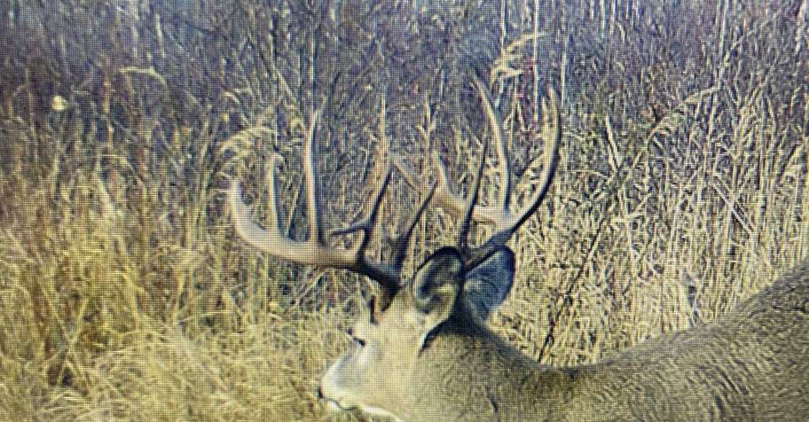 Whitetail Deer Hunt, First Week Rifle.