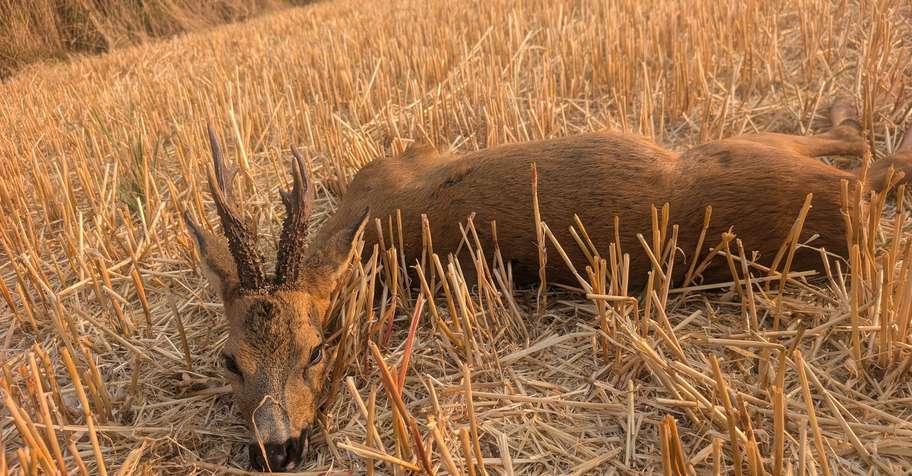 Hunt roe Buck