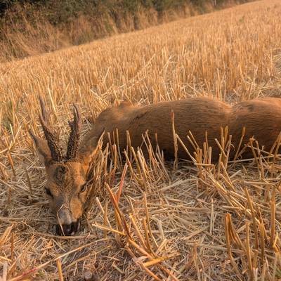 Hunt roe Buck