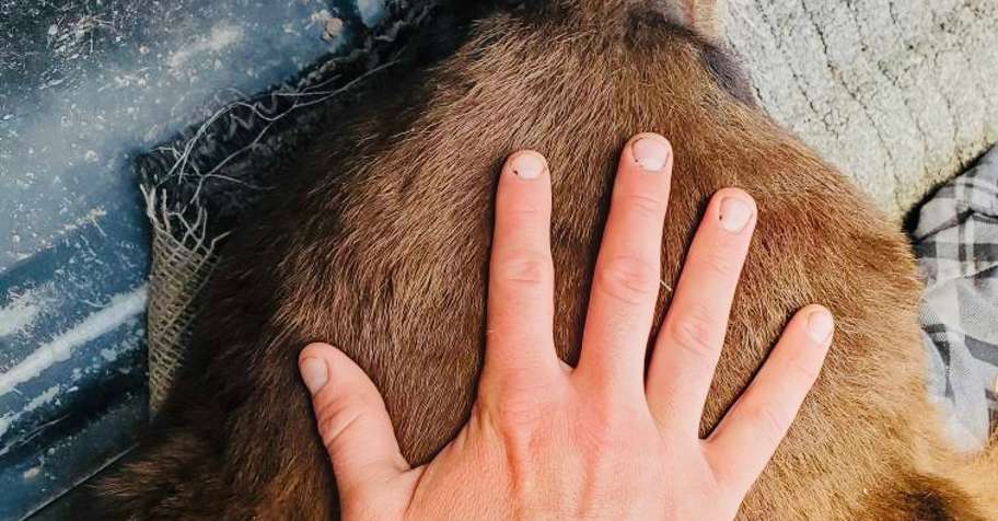 Montana Spring Black Bear Hunt '27