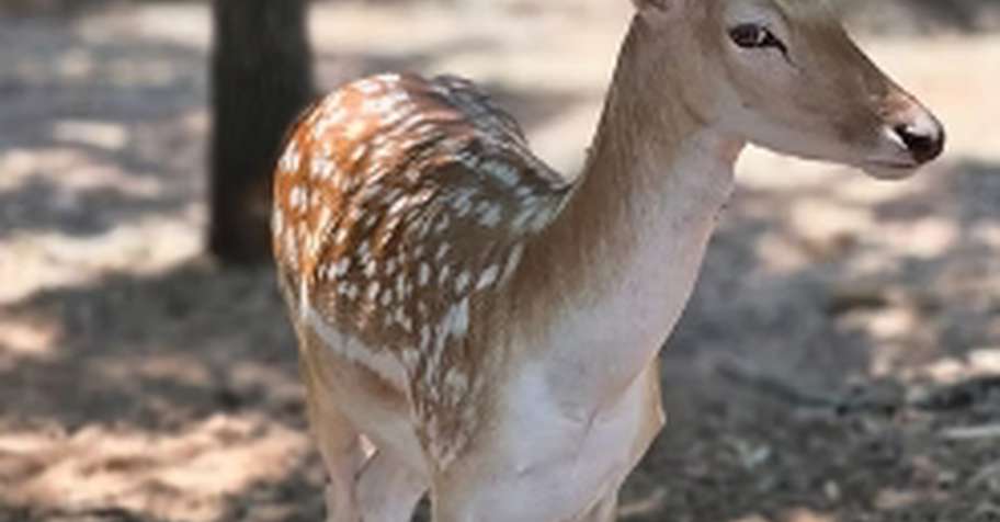Fallow Buck Meat Hunt