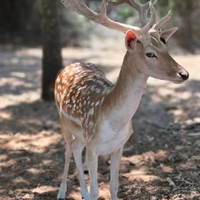 Fallow Buck Meat Hunt