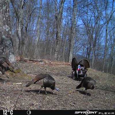 Spring Gobbler 4 2026