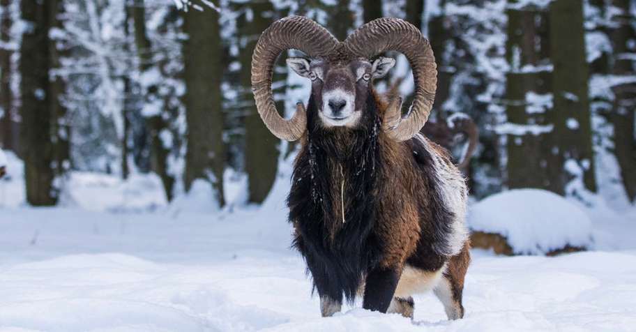 Medal trophy mouflon hunt