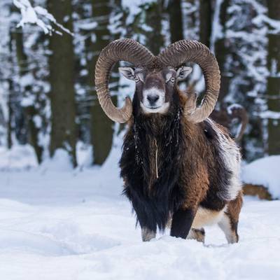 Medal trophy mouflon hunt