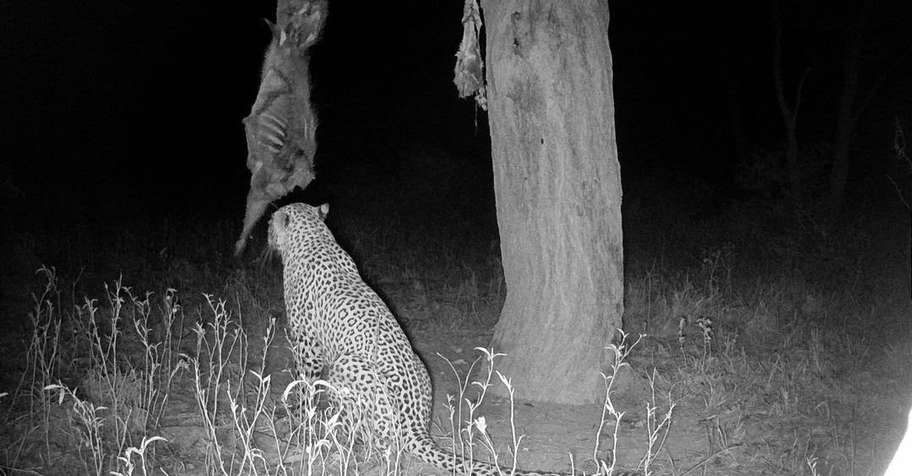 Namibia Leopard Hunt