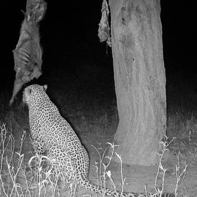 Namibia Leopard Hunt