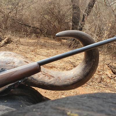 7 Day Mountain Cape Buffalo Safari 1