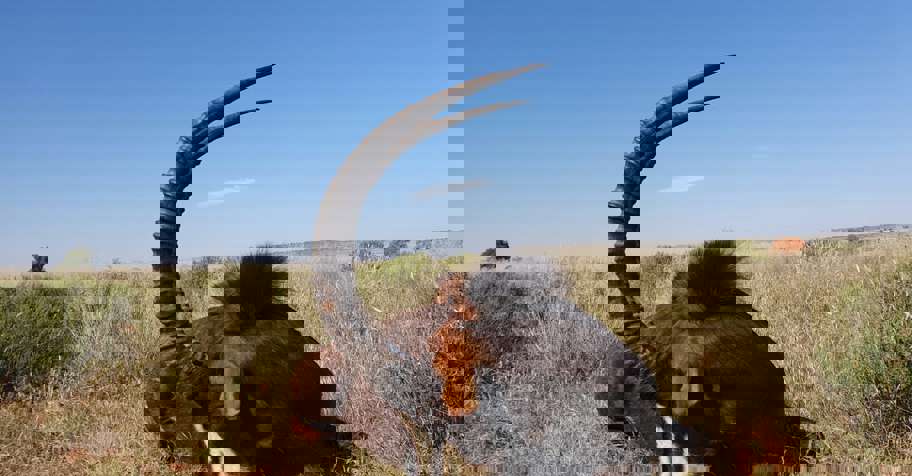 African Hunt Special #4 (2x1)