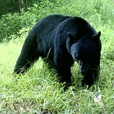 Bear Rifle 2026 (Bear only)