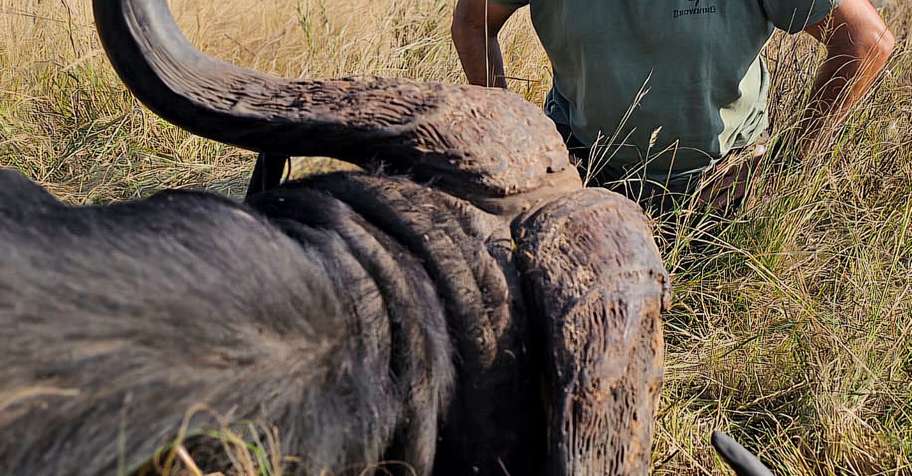 Trophy Cape Buffalo Bull Hunt 2026
