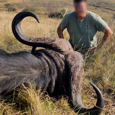 Trophy Cape Buffalo Bull Hunt 2026
