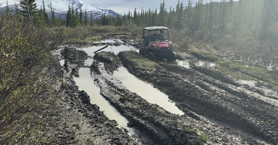 July Spot and Stalk Brown/Grizzly Bear