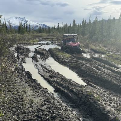 July Spot and Stalk Brown/Grizzly Bear