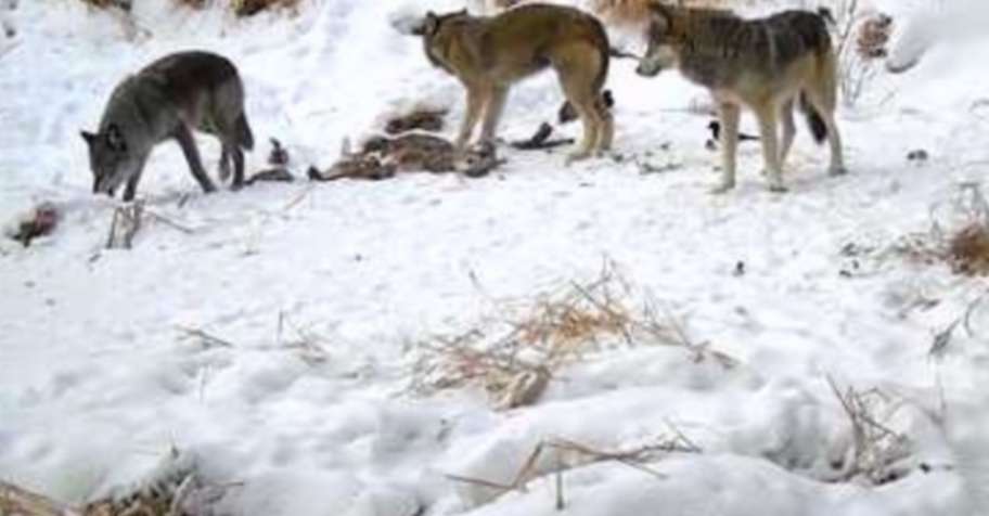 Fully Outfitted Wilderness Wolf Hunt