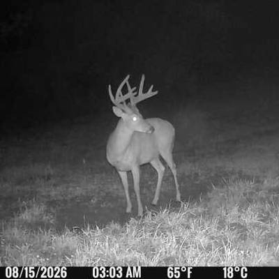 WHITETAIL DEER BUCK Rifle 4 DAY