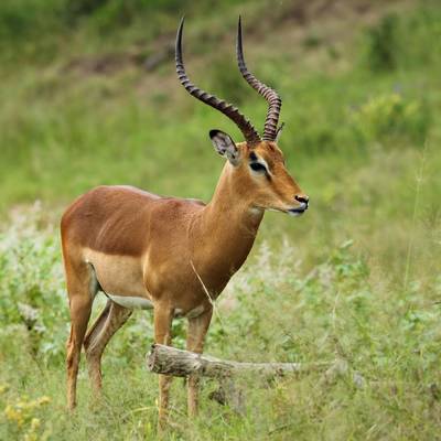 Bowhunter Early Birds Package