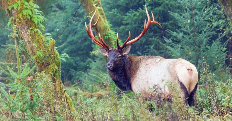 1 on 1 Roosevelt Elk 10 day
