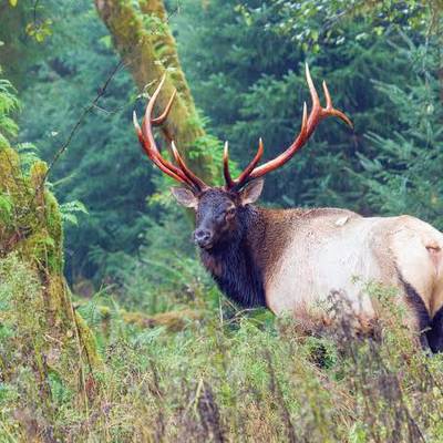 1 on 1 Roosevelt Elk 10 day