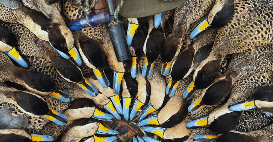 2-Day Duck & 2-Day Pigeons - 1 Hunter