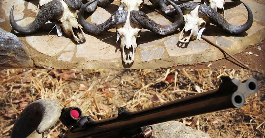 7 Day Zambia Buffalo & Kudu x 2 Hunters