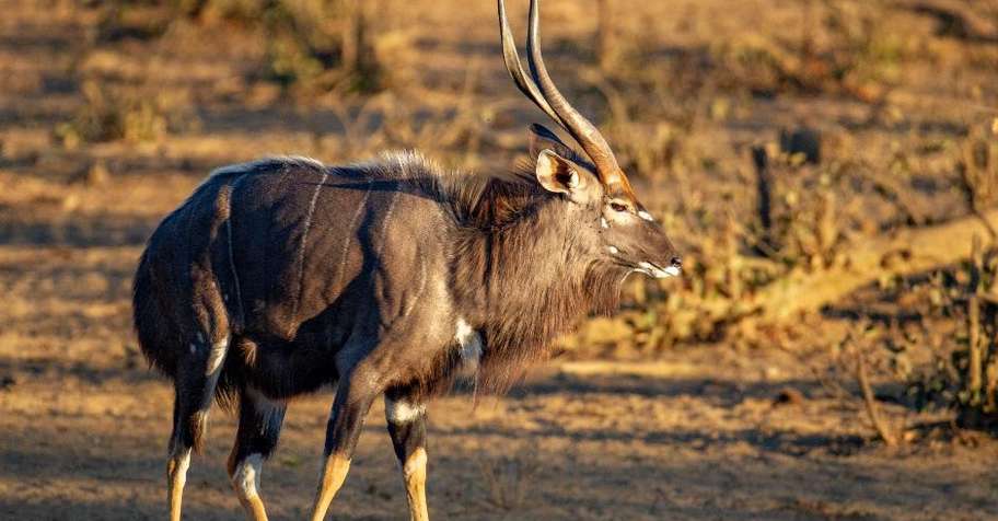 Exclusive Full House Plains Game Package