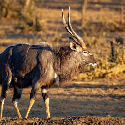 Exclusive Full House Plains Game Package