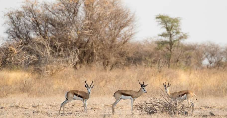 Springbuck Cull Hunt (1:1)