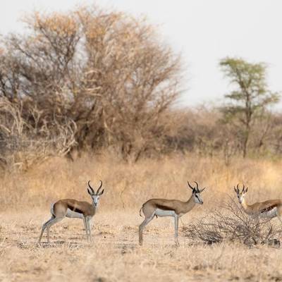Springbuck Cull Hunt (1:1)