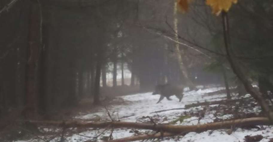 Wild boar driven hunt